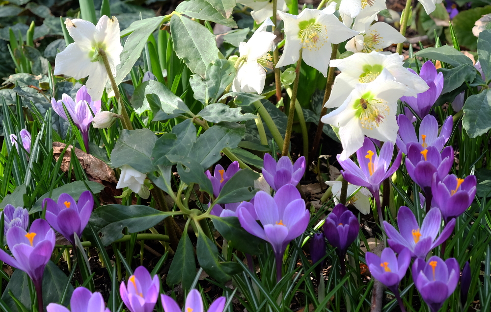 Mit den Krokussen blühen jetzt auch die Christrosen (11.3.2017; Foto: Klare)