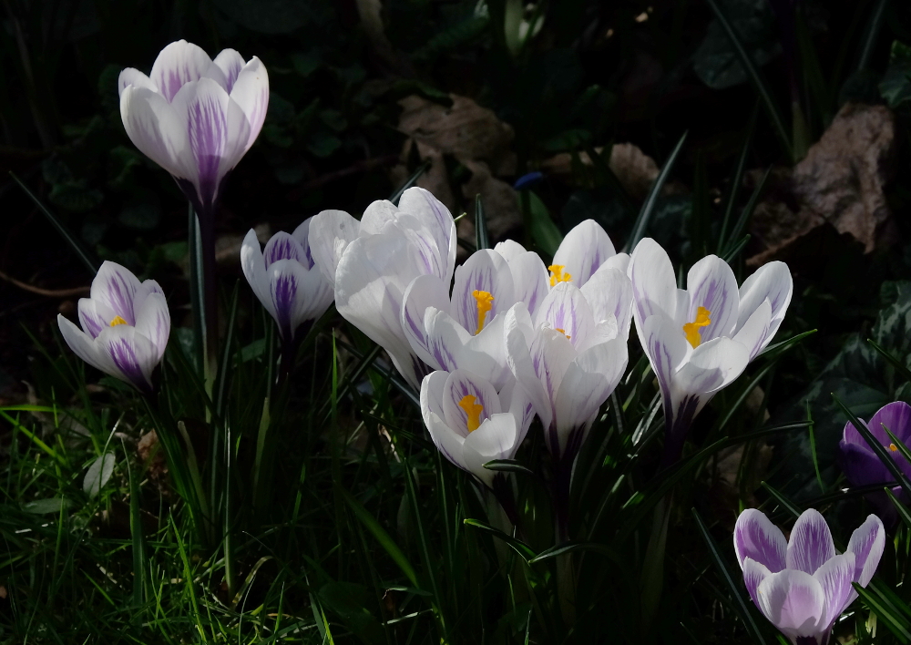 Weiß, das können auch die Krokusse; hier mit zarten blauen Streifen (11.3.2017; Foto: Klare)