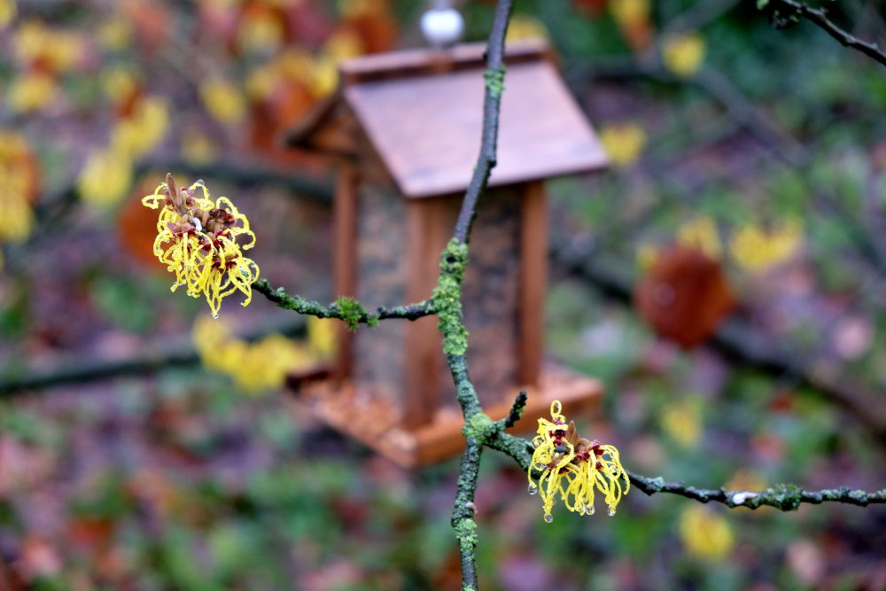 Leuchtende Blüten der Zaubernuss (26.1.2019; Foto: Klare)