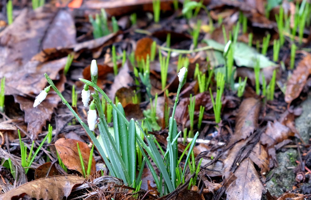 Schneeglöckchen und Blausternchen (26.1.2019; Foto: Klare)