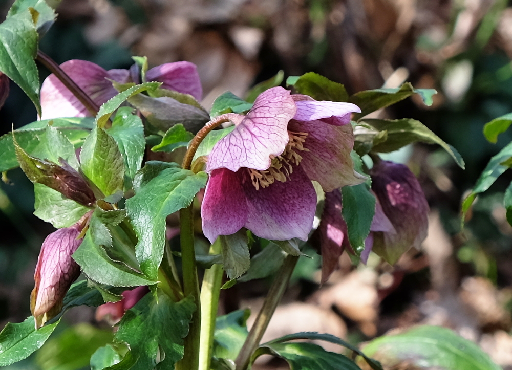 Die rote Christrose (11.3.2017; Foto: Klare)