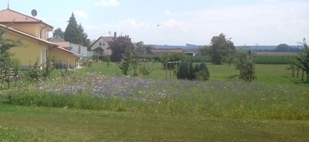 Blumenwiese neben der Kapelle (20.7.2018; Foto: Klare)