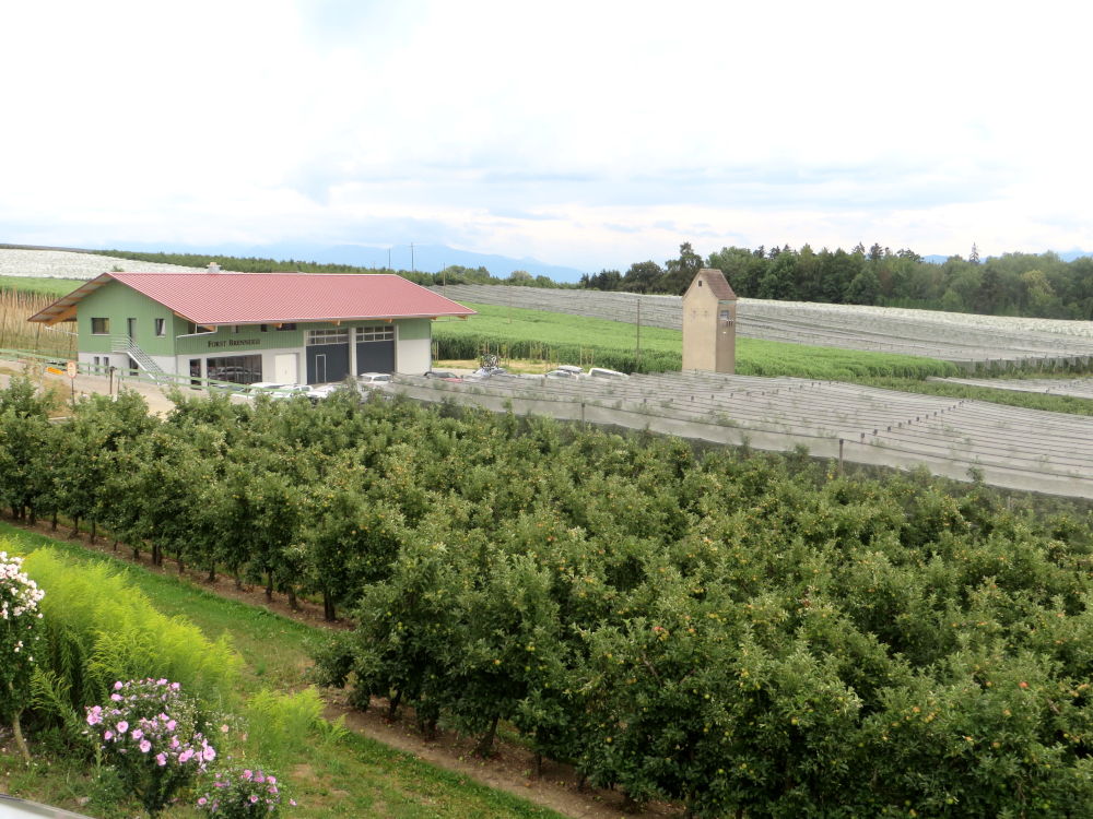 Obstbau bei Gattnau (21.7.2018; Foto: Meyerbröker)