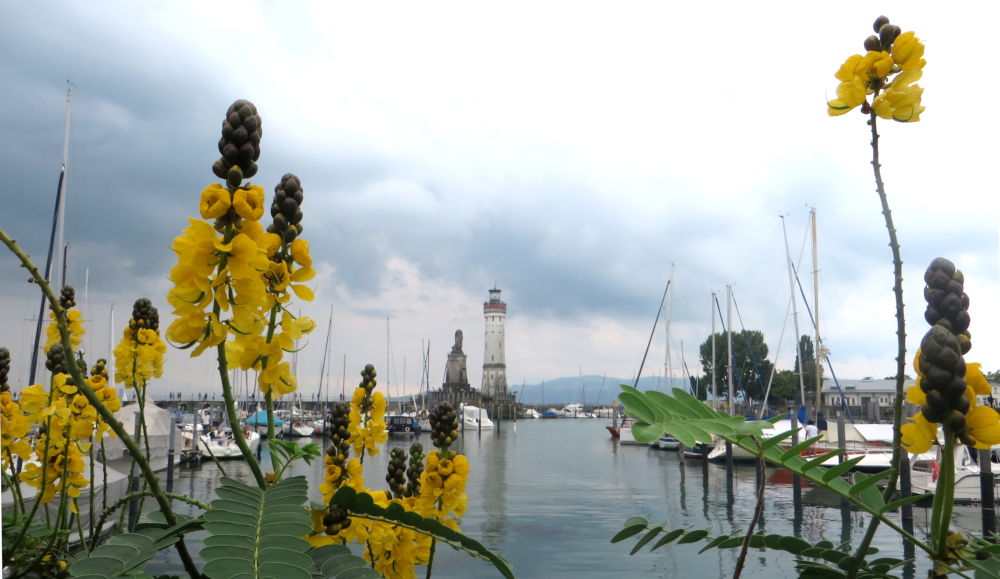 Lindau: Blumen am Hafen (22.7.2018; Foto: Meyerbröker)