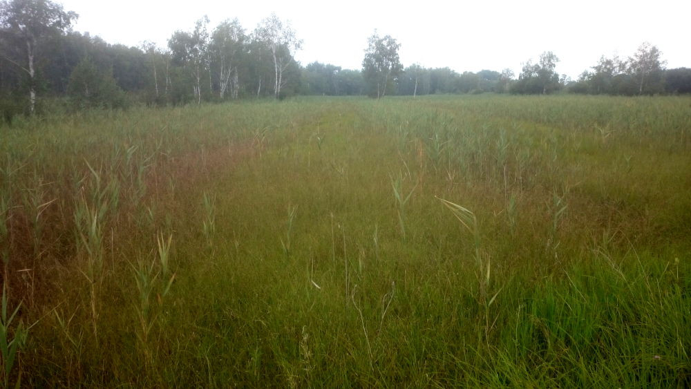 Naturschutzgebiet Rheindelta (23.7.2018; Foto: Klare)