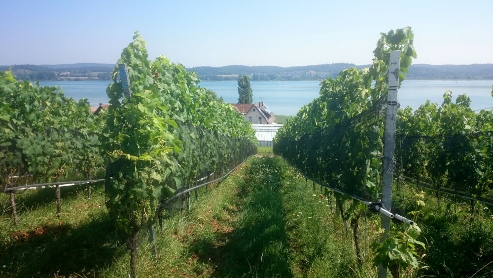 Reichenau: Weinberg (24.7.2018; Foto: Klare)