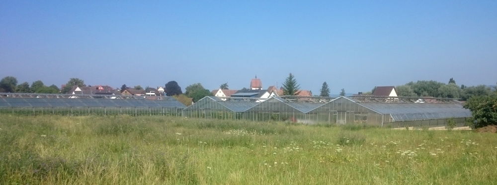 Reichenau: Großflächiger Gemüsebau unter Glas (24.7.2018; Foto: Klare)