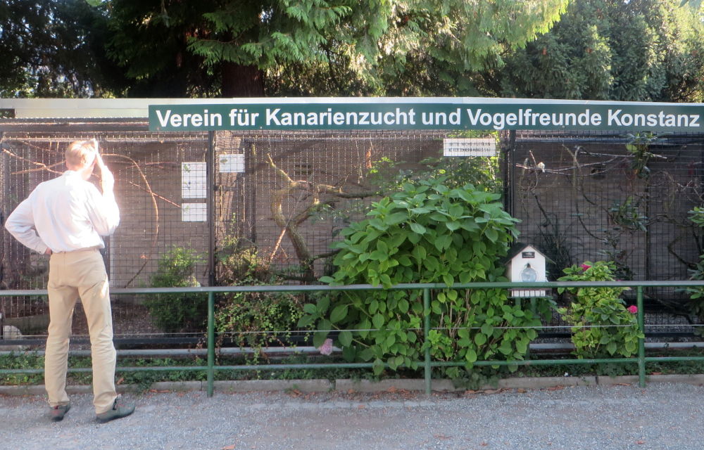 Konstanz: Kanarien am See (24.7.2018; Foto: Meyerbröker)